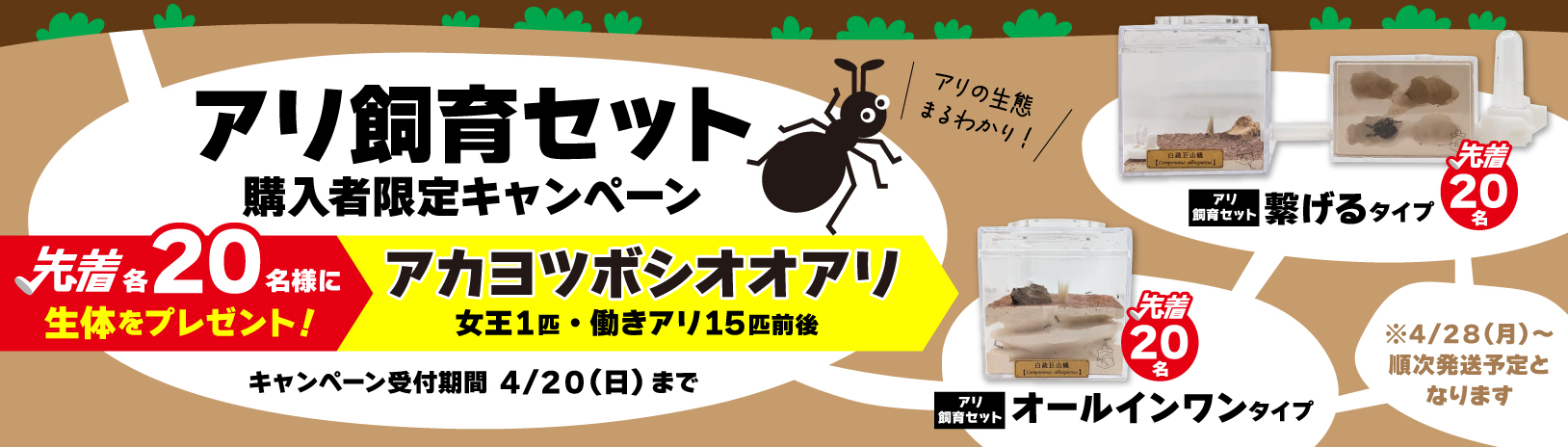 アリ飼育セット