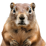 プレーリードッグ