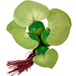 産卵・飼育ネット