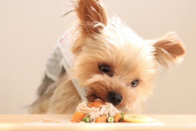 犬がご飯を食べてる画像